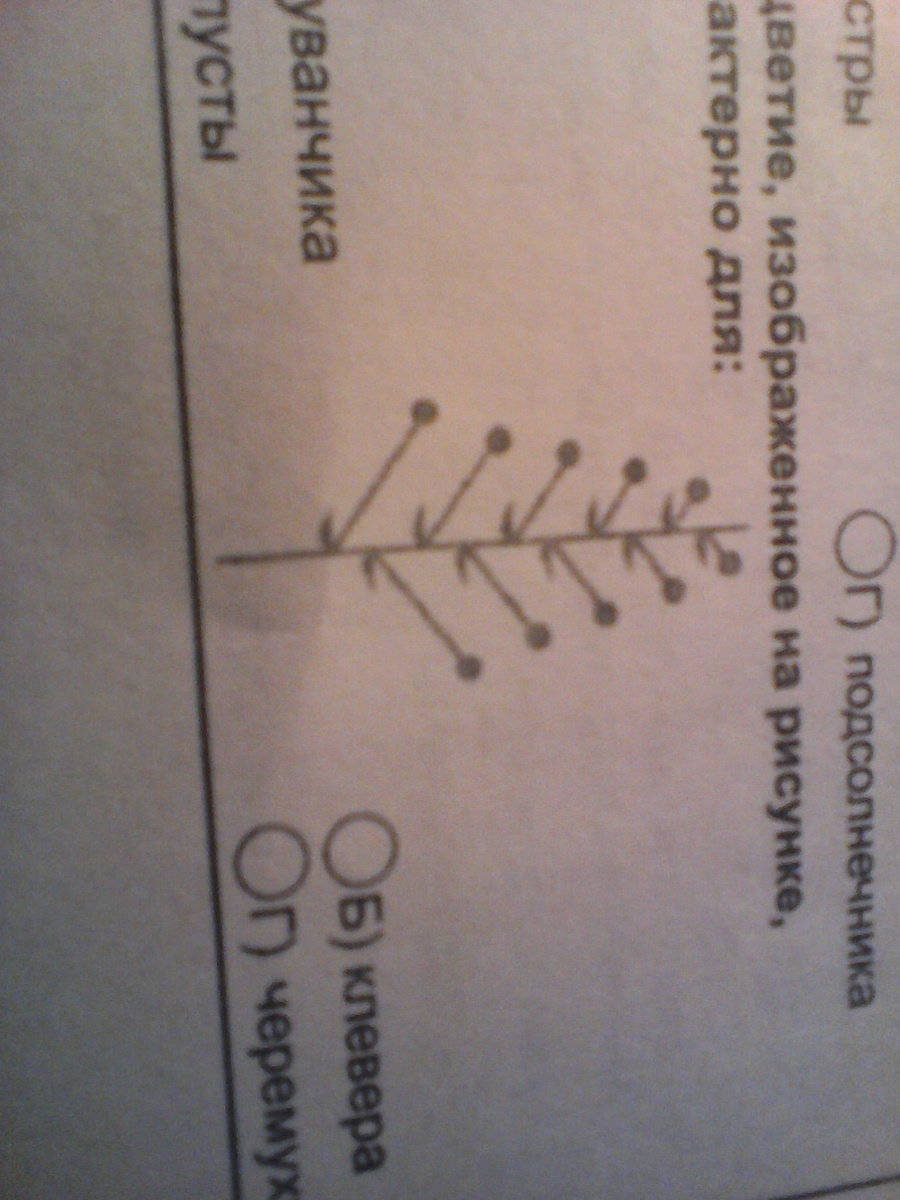 Соцветие изображенное на рисунке характерно для А одуванчика Б клевера В капусты Г черемухи?