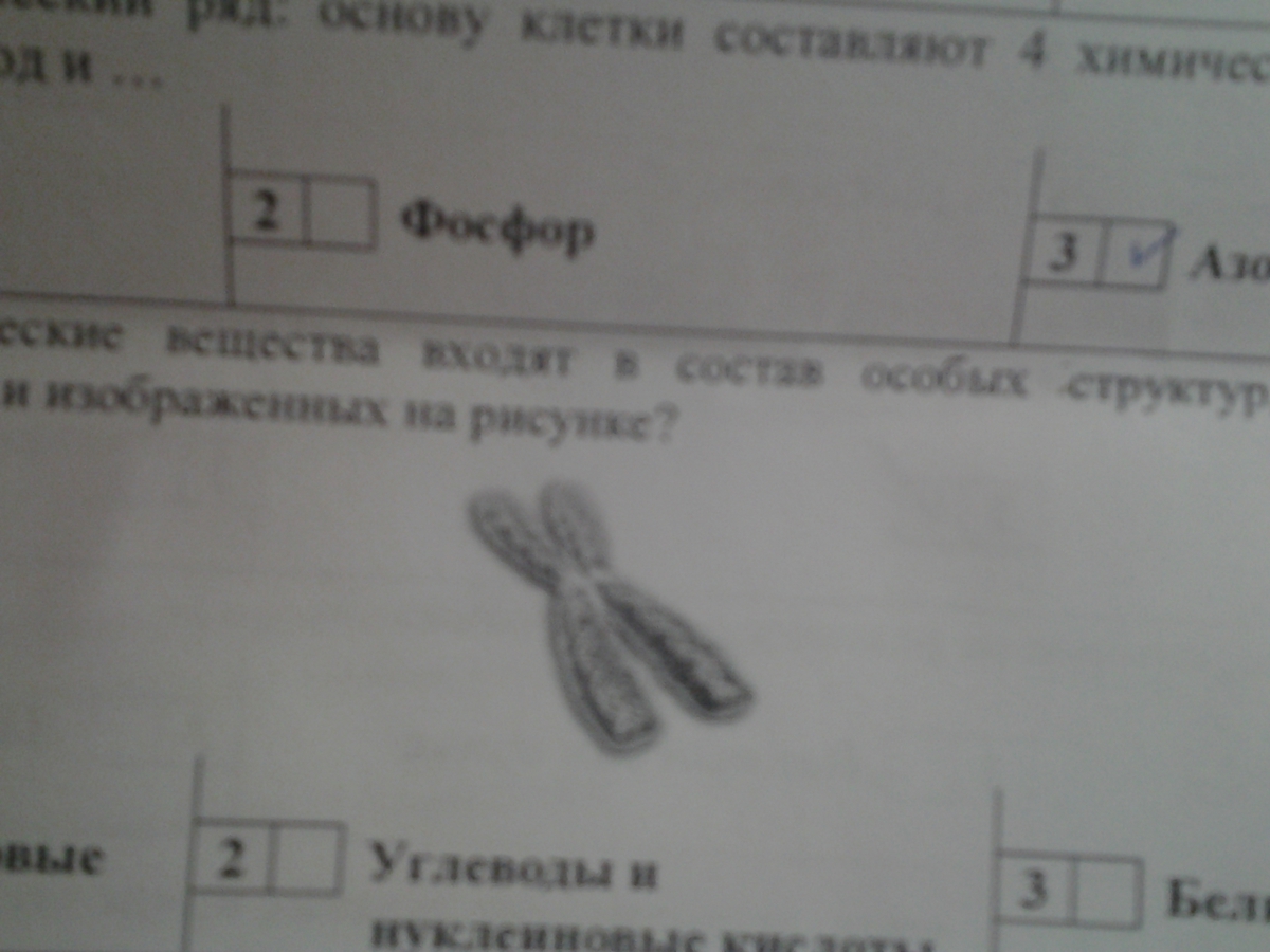 Какие органические вещества входят в состав особых структур , расположенных в клеточном ядре и изображенных на рисунке?