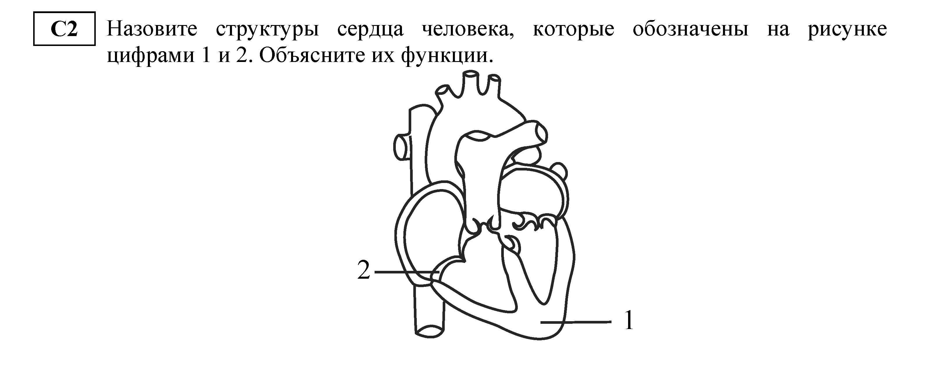 Назовите структуры сердца человека?
