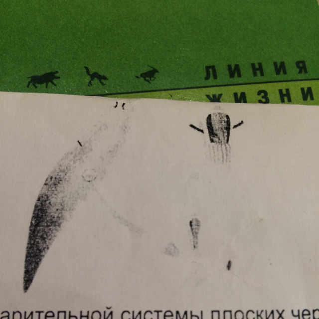 На рисунке изображена организация Пищеварительной системы плоских червей Нервной системы плоских червей Кровеносной системы плоских червей Выделительной систем плоских червей?