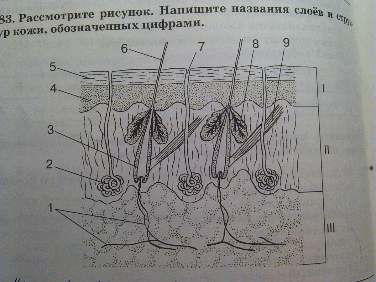Рисунок кожи