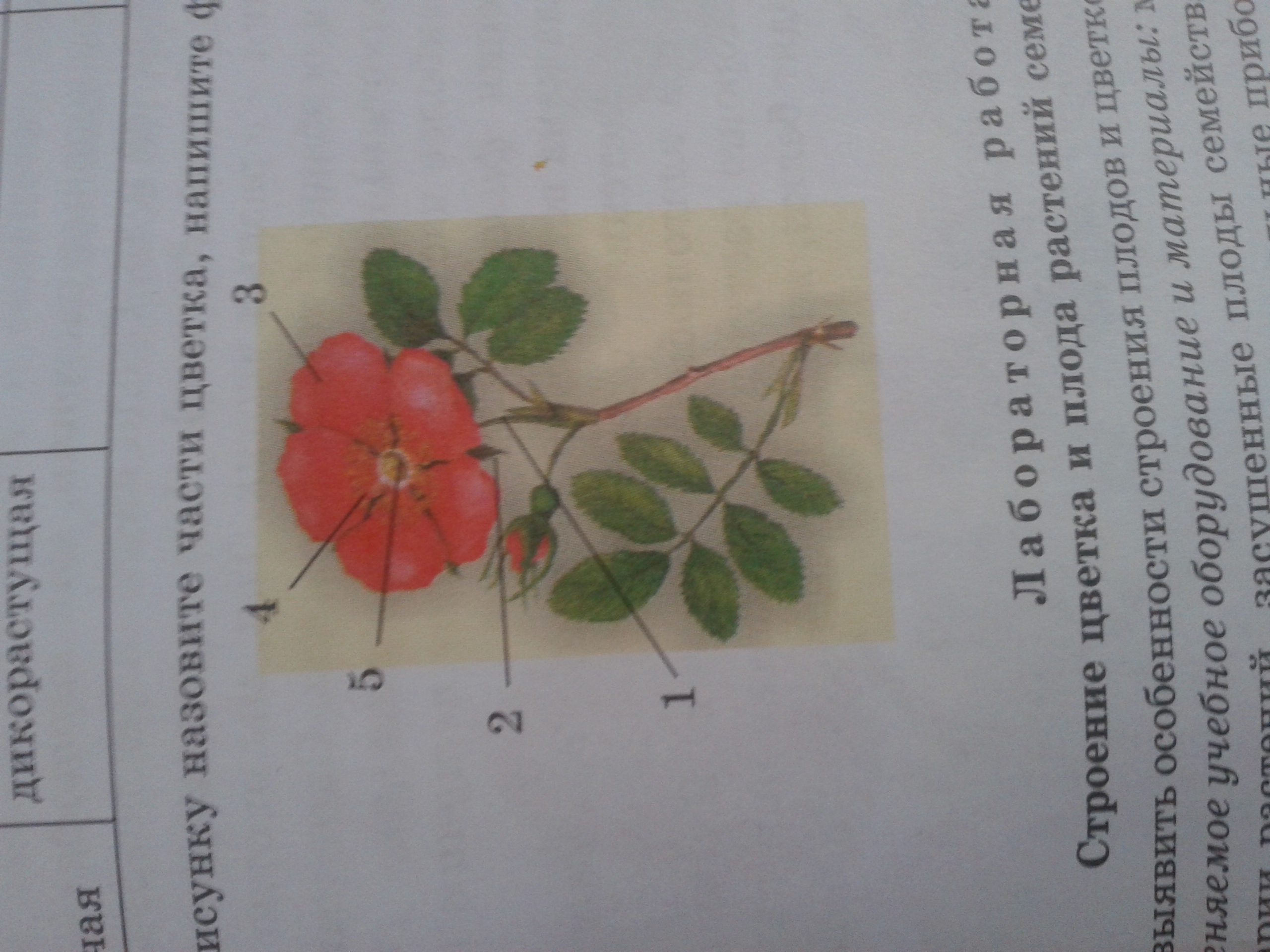 Рисунок тычинок и пестиков шиповника. Строение плода шиповника. Практическая работа строение шиповника. Строение цветка розоцветных. Формула цветка шиповника.