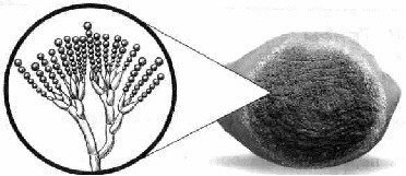 На рисунке изображен :мукордрожжитрутовикпеницилл?