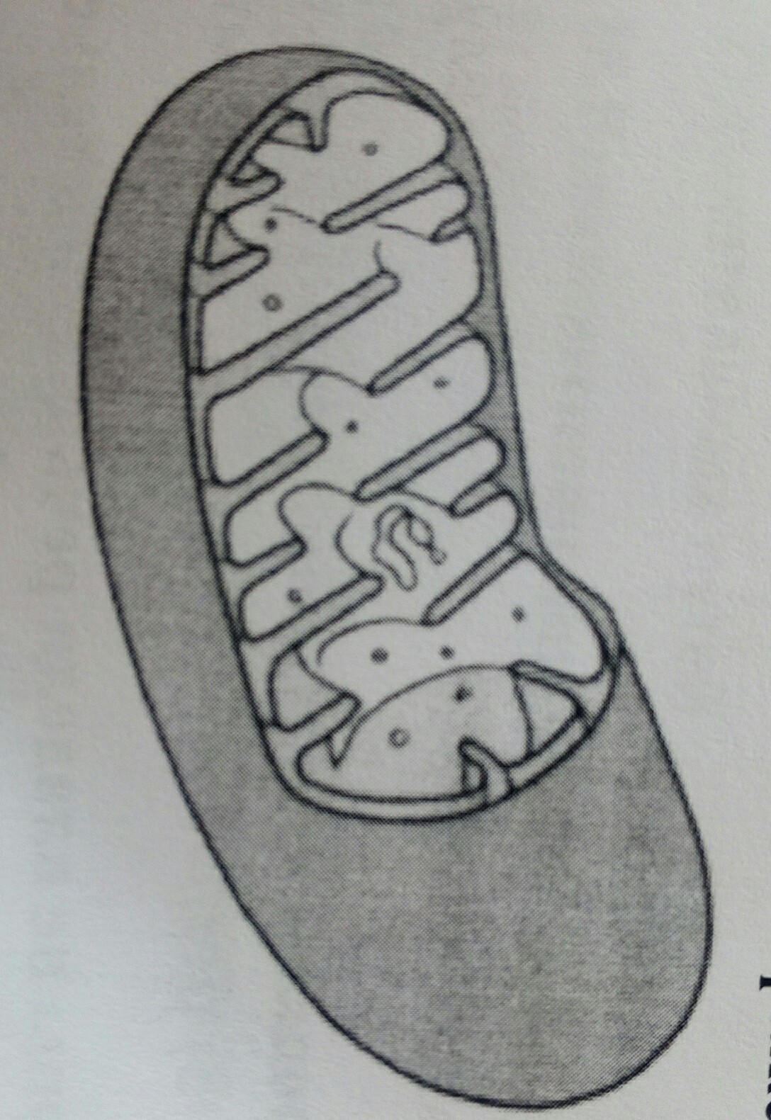 Какой органоид клетки изображен на рисунке?