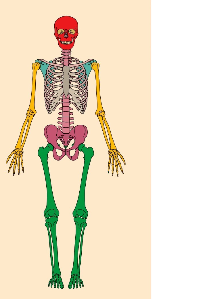 1) нпйди на схеме и назови :а) Самую длинную кость скелета человека?