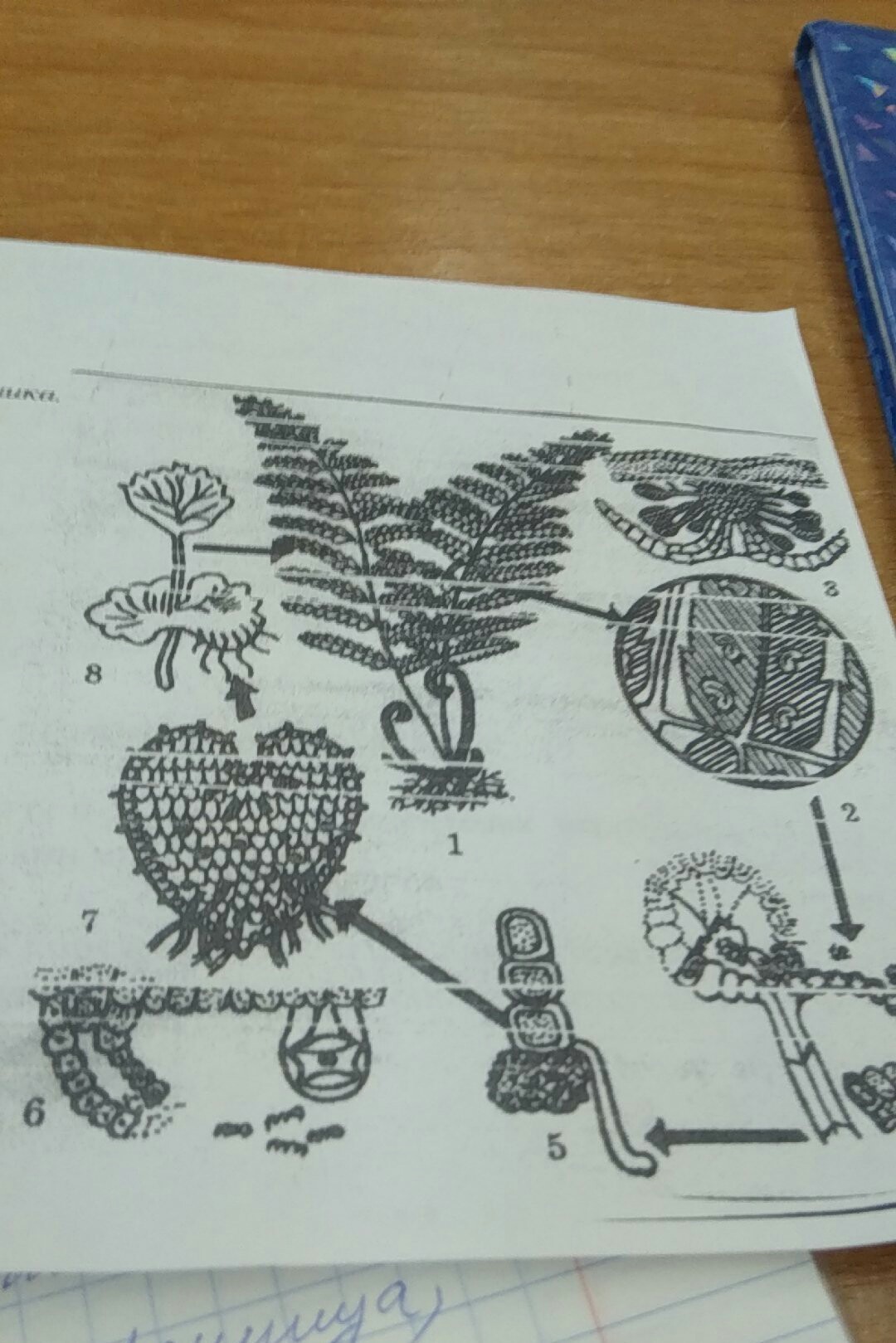 Рассмотрите рисунок, на котором изображен цикл развития папоротника?