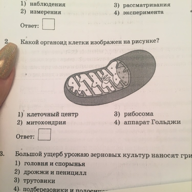 Какой органоид клетки изображён на рисунке?