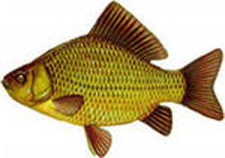 Изображённый организм в пищевой цепи является :1)только производителем органических веществ2)только потребителем органических веществ3)потребителем и разрушителем органических веществ4)производителем ?