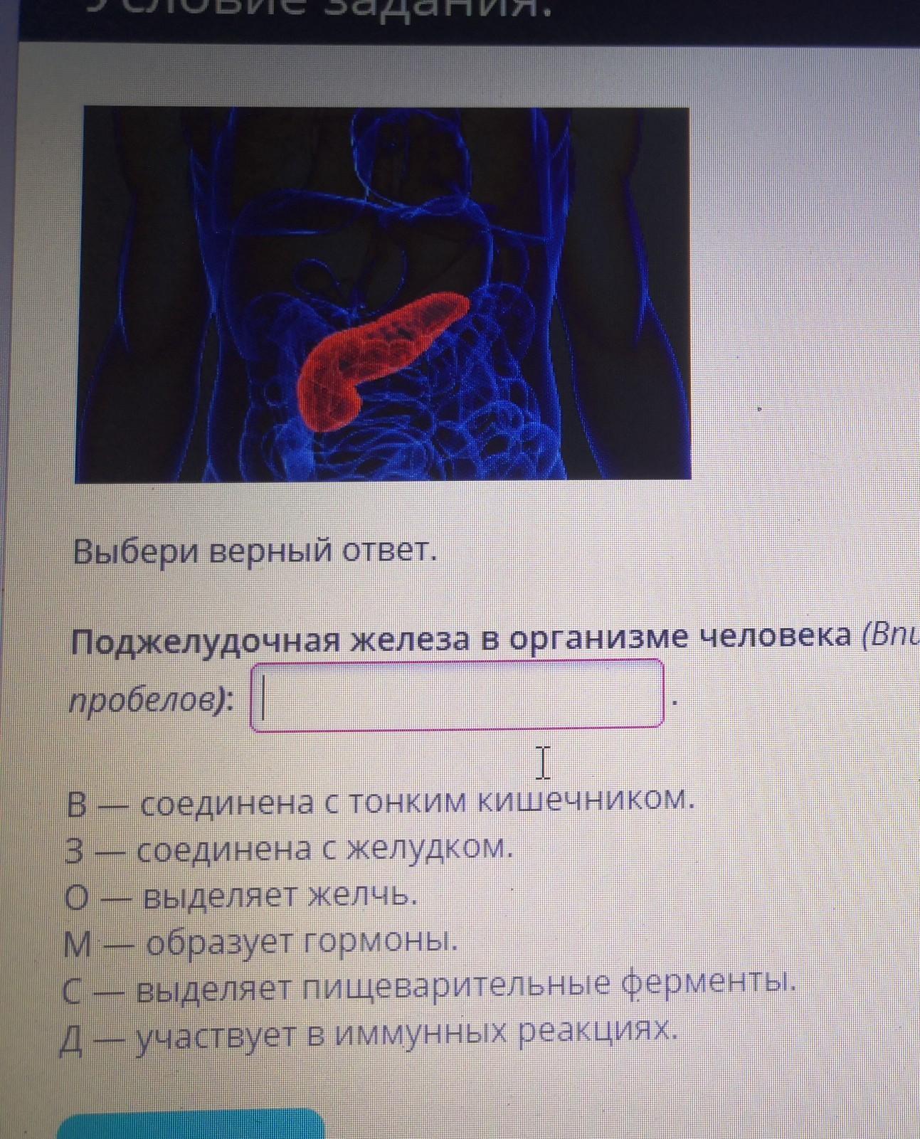 Поджелудочная железа в организме человека соединена ?