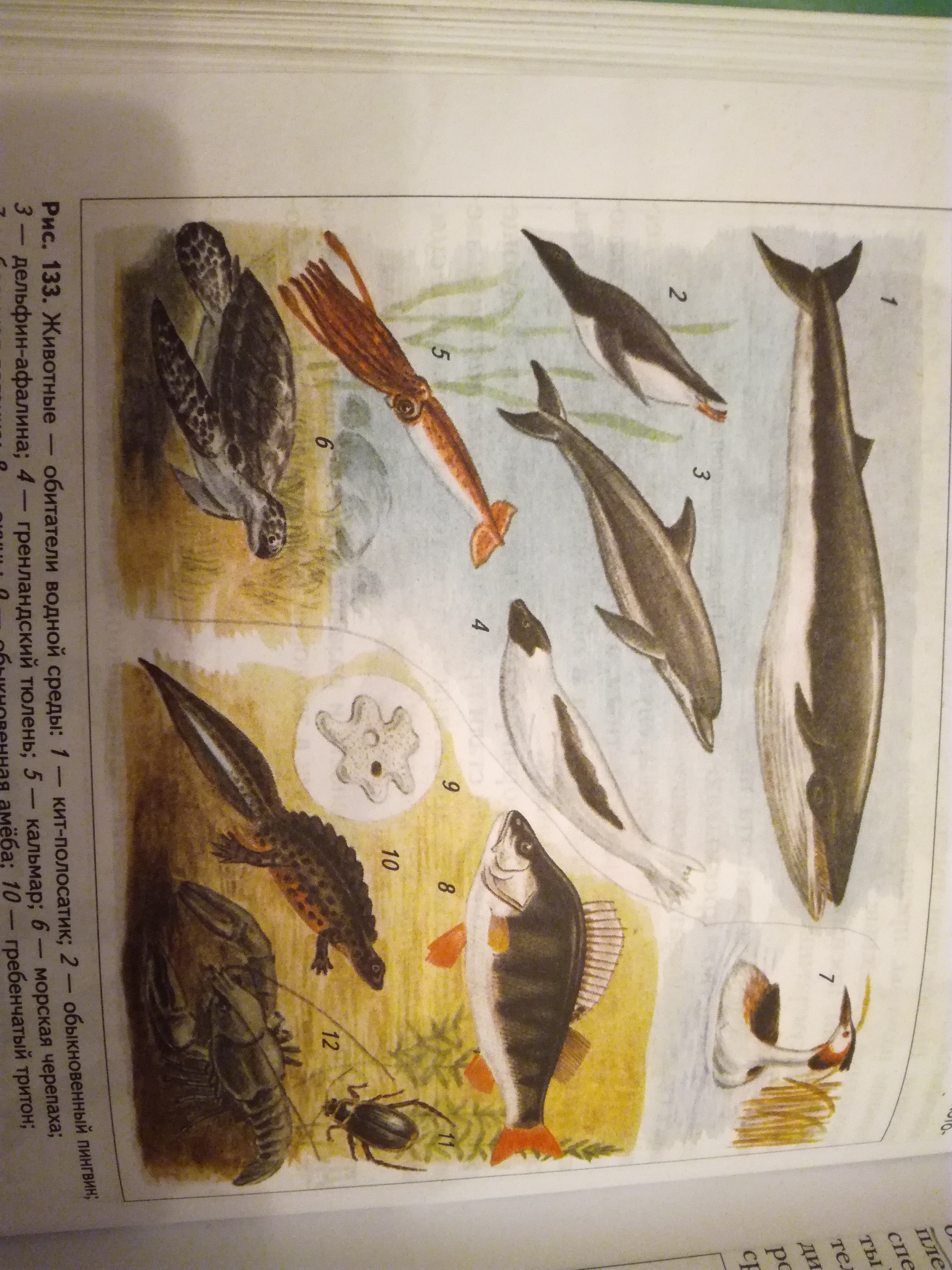 Помогите по Биологии?