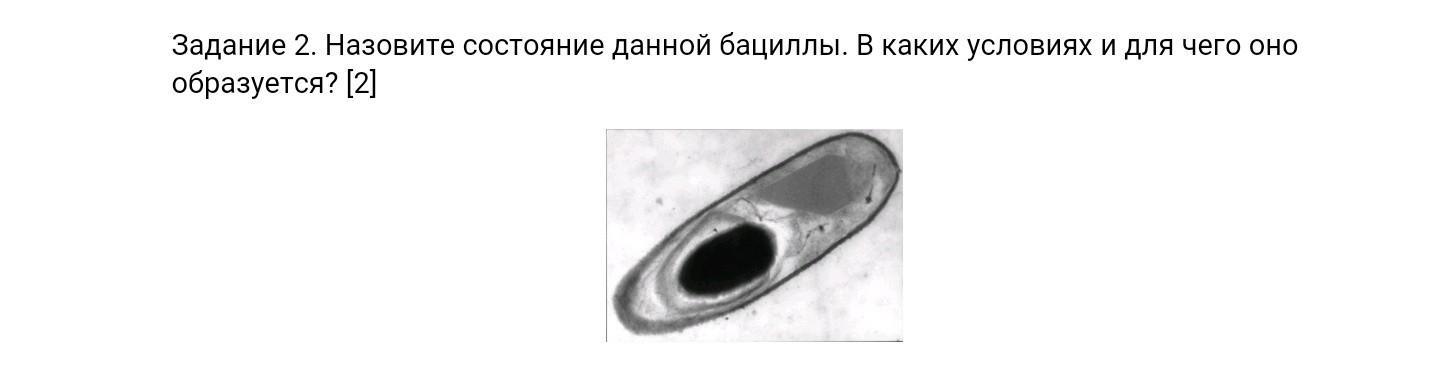 Назовите состояние данной бациллы?