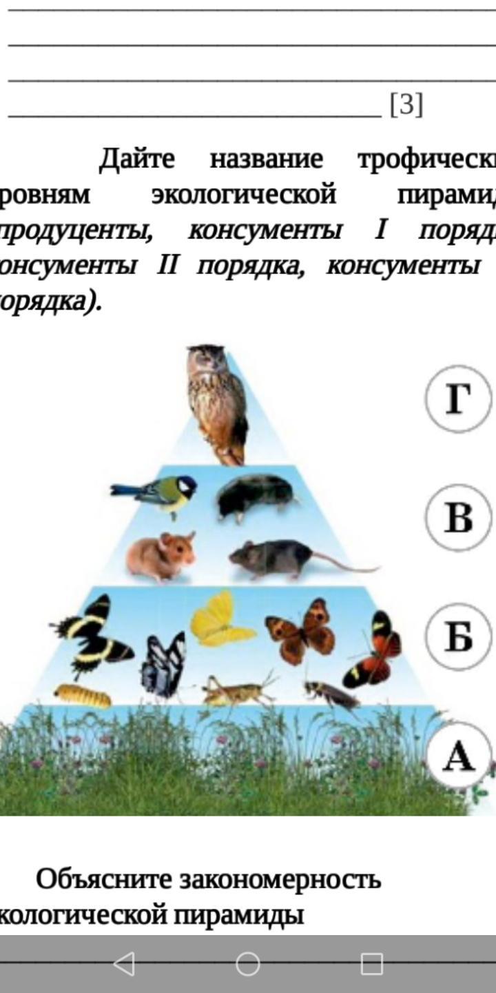 Дайте название трофическим уровням экологической пирамиды (продуценты, консументы I порядка, консументы II порядка, консументы III порядка)?